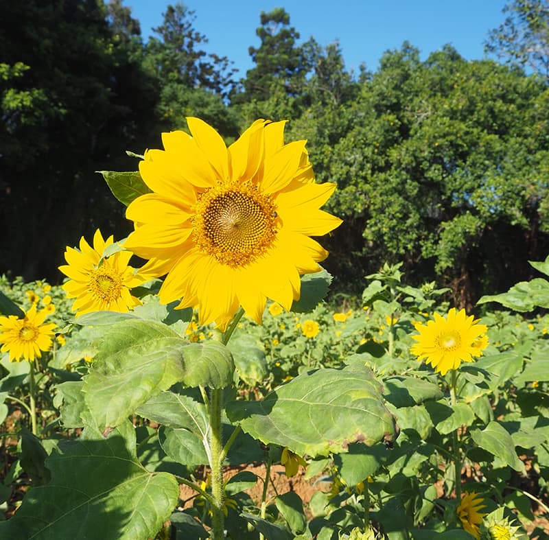 Ching Lin Leisure Farm | Gogo-TaiwanFarm