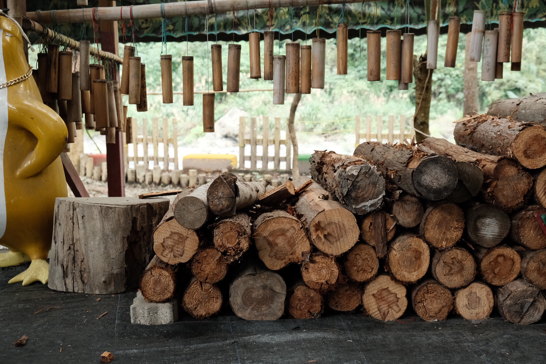 段木使用2到3年就已無養分，會將木頭留下來作為柴燒使用。