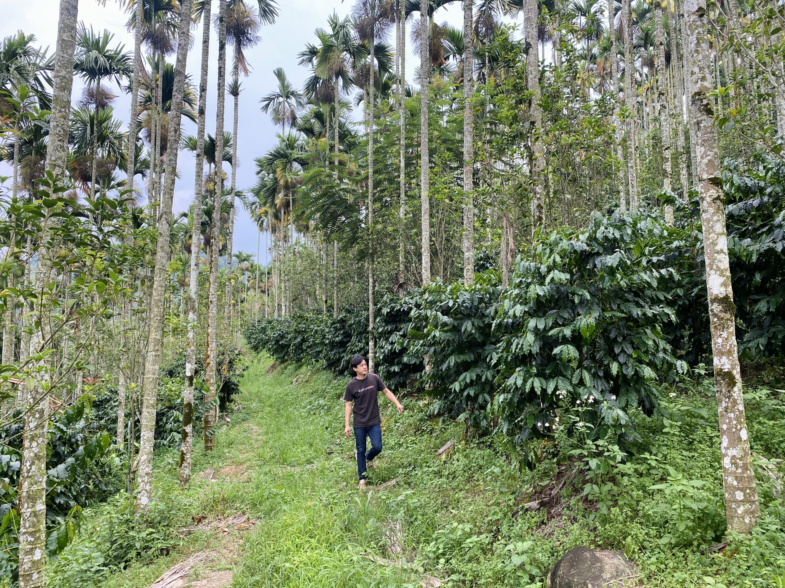 （一級生產２）百勝村在檳榔樹下種出精品咖啡