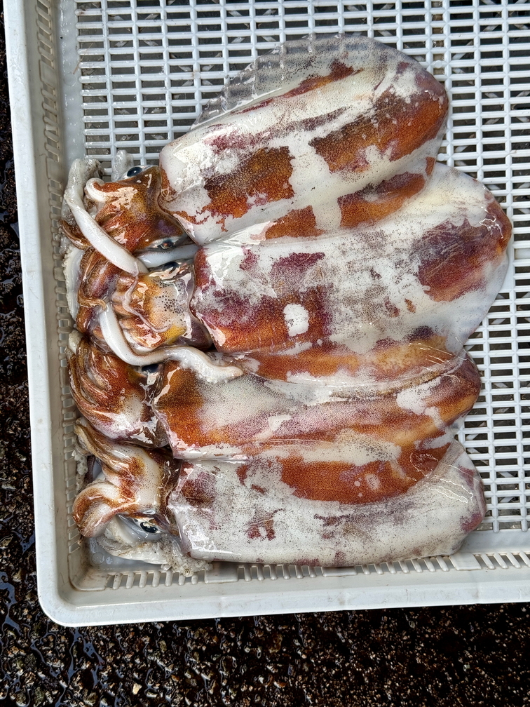 010澎湖的漁獲非常多樣，元貝田媽媽料理每次都依釣獲的料理而隨時調整（圖為澎湖魚市場漁獲畫面）005