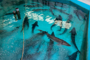 Granja de peces Kelin (柯林漁廠)