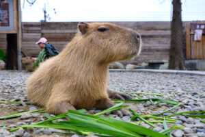 Reino animal y vegetal de Lanyang(蘭陽動植物王國)