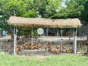 Huevos de campo de Chang Duan Tree(長短樹放牧蛋)