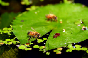 Caja de Abejas(蜜蜂盒子)
