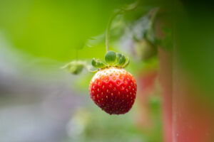 Jardín de Fresas Orgánicas Hao Shang Lin(好上林有機草莓園)