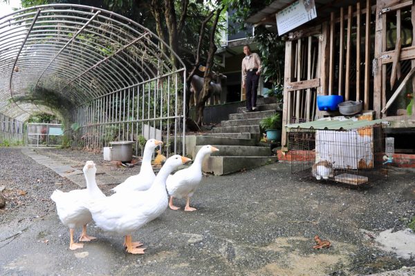 金明昌農場004：金明昌農場飼養些許可愛小動物可與遊客互動