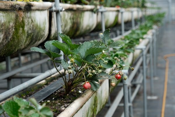 採取網室並架高方式栽種草莓。