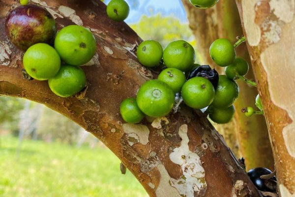 （一級生產1備）樹葡萄成長期由綠轉褐，黑到發亮即可採收
